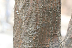 Erythrina standleyana